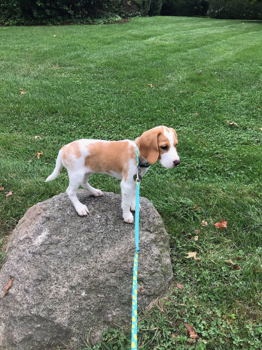 BeagleLemon's tweet photo. Lemon Turns 3 Today (or 21) 🐶 #beagles #BeaglesofTwitter #puppies #dogsoftwitter https://t.co/W16RIDFsen