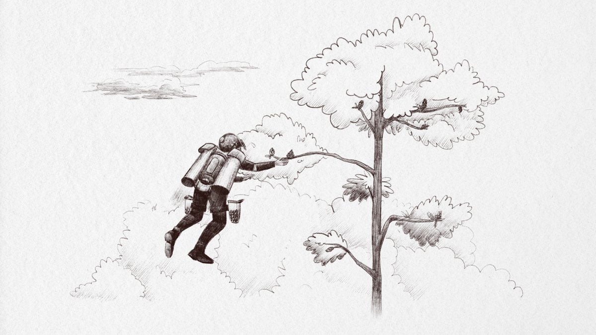 TF_Global's tweet photo. Job description for 2045: 

Seed collectors needed. Come spend your days in the forest canopy. Gather seeds for tomorrow's forests. https://t.co/rztT37NWIK