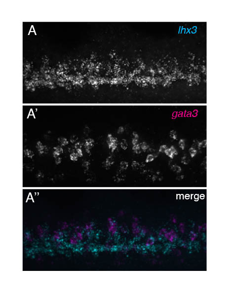 doll_caleb's tweet photo. @MadS100tist @ClutchScience @rburdine1 @ZebrafishRock @hmtchoi p2 genes in whole mount https://t.co/rkBpVUgXFl