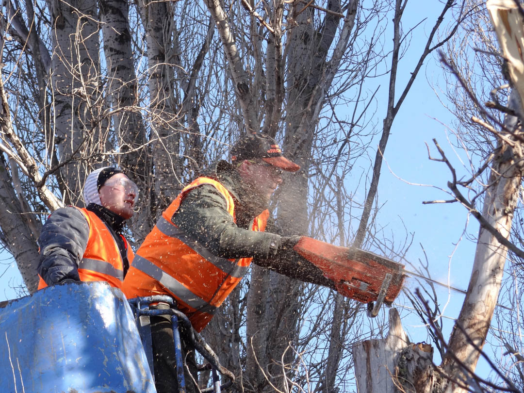 GoodviewTree's tweet photo. Goodview Tree Service is a Tree Company in North Hills,CA. We are your number one choice in the area for Tree Trimming, Tree Removal, and Stump Grinding services! #TreeService #TreePlanting #TreeCare #PalmTreeTrimming https://t.co/uJuxemAyJm https://t.co/R1gPqkAWKi