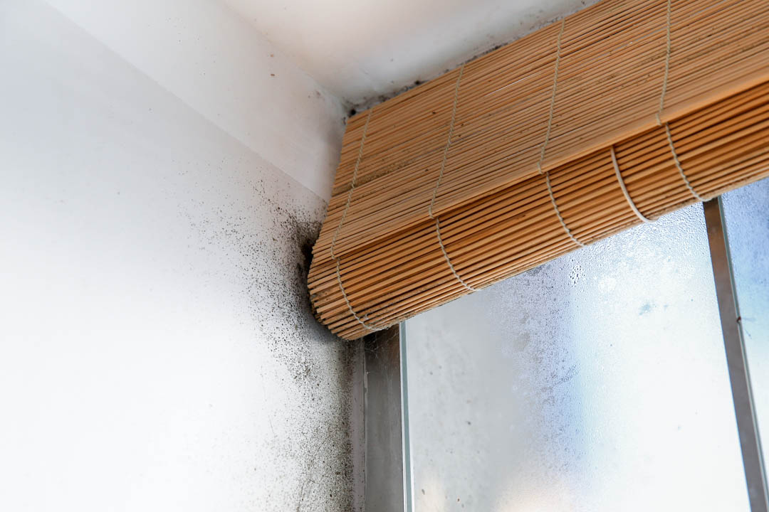MultipletasksKY's tweet image. Multiple Tasks Termite And Mold Control is a Pest Control Company in Louisville,KY. We are your number one choice in the area for Termite Treatment, Mold Treatment, and Termite Inspection services! #PestControl #TermiteInspection #RoachExterminator #BedBugControl  ...