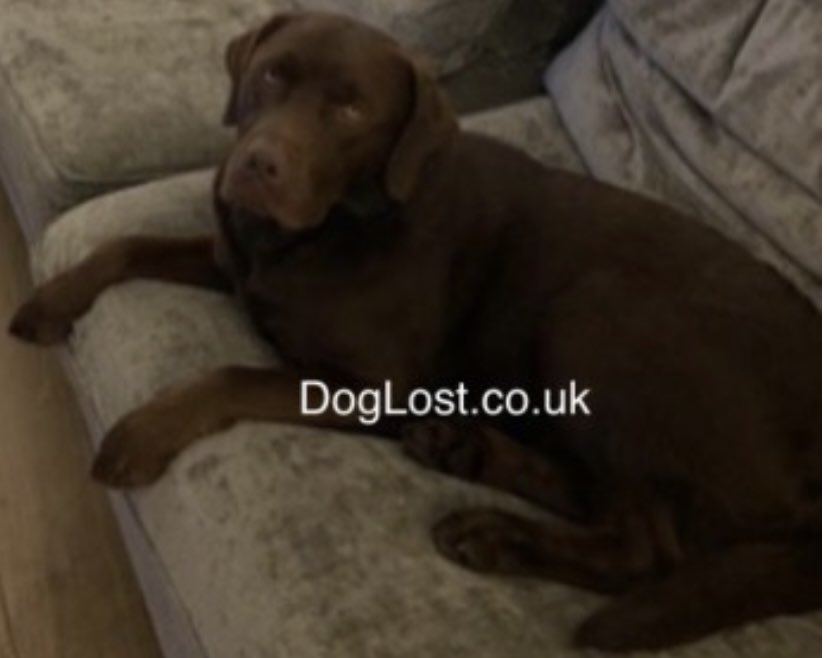 colliesontherun's tweet photo. ‼️Pls keep an eye out for ELVIS, 13/6/2022‼️
went missing from #Brongest outskirts of #NewcastleEmlyn, 2pm, Wales, #SA38
CHIPPED&NEUTERED 2YO incredibly friendly/will wander up to people, lives on #farm and tends to wander but usually comes back
https://t.co/CECkU0KQB3 https://t.co/7R8qMmH3oF