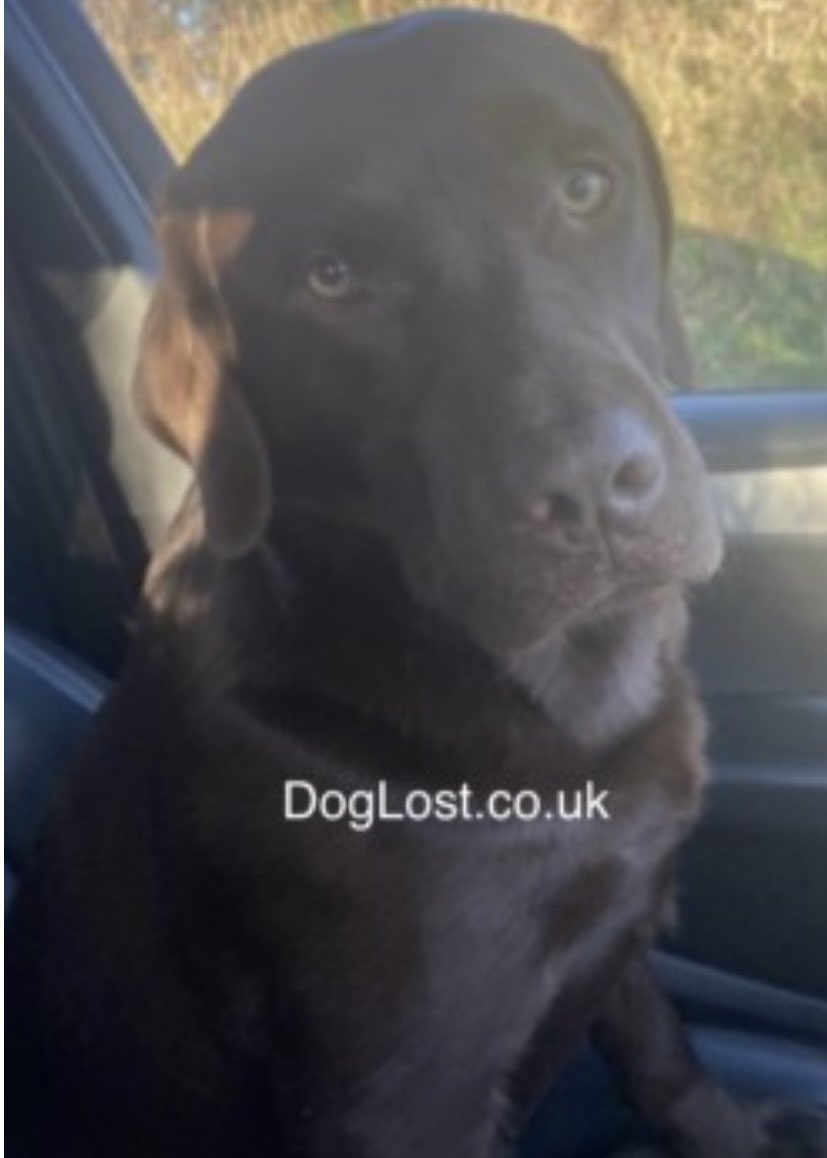colliesontherun's tweet photo. ‼️Pls keep an eye out for ELVIS, 13/6/2022‼️
went missing from #Brongest outskirts of #NewcastleEmlyn, 2pm, Wales, #SA38
CHIPPED&NEUTERED 2YO incredibly friendly/will wander up to people, lives on #farm and tends to wander but usually comes back
https://t.co/CECkU0KQB3 https://t.co/7R8qMmH3oF
