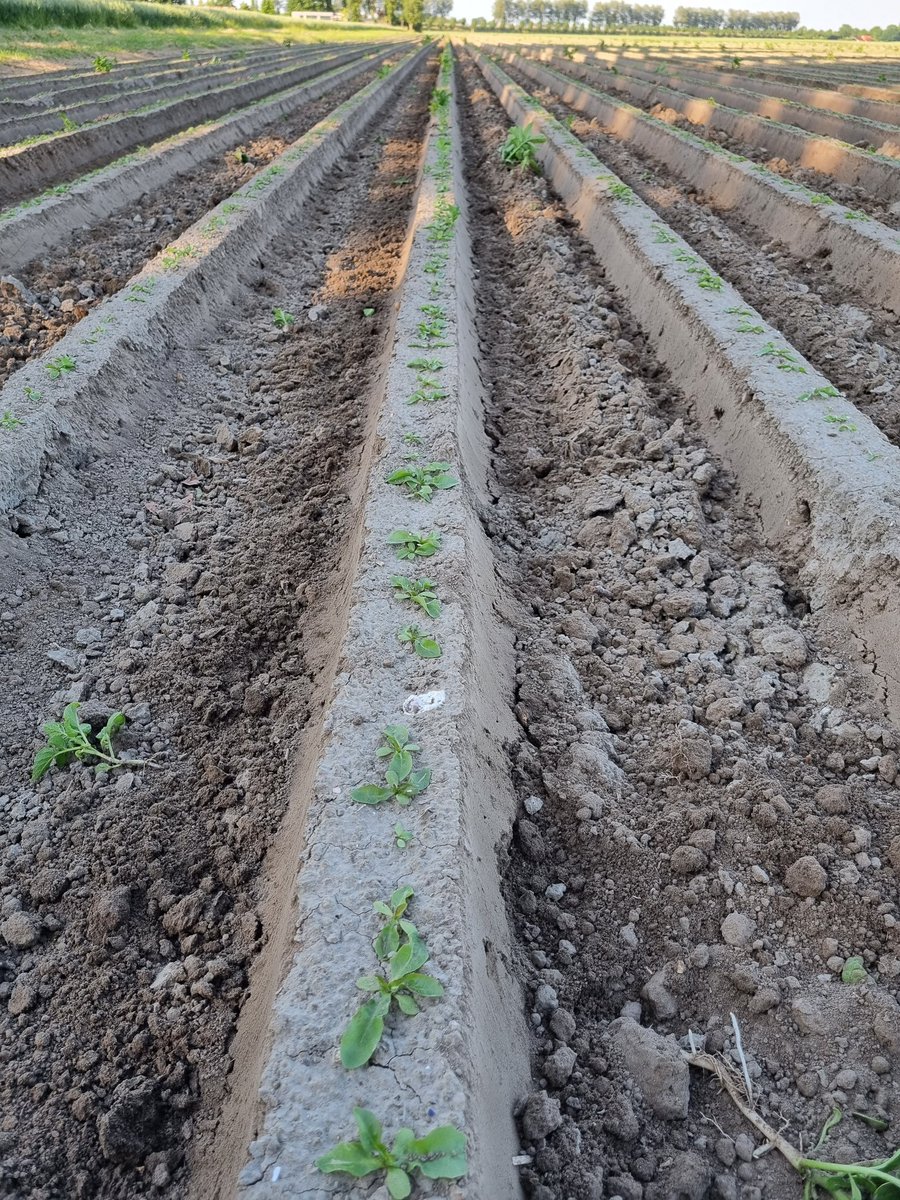nilsvtilbeurgh's tweet photo. Schoffelbalk gekocht van de winter. Van 75 naar 50 omgebouwd en alles aangepast om witlof er mee te schoffelen. Eerste meters vanavond gedaan. Dat viel niks tegen. #mooiproject https://t.co/cfZEjhI7pC
