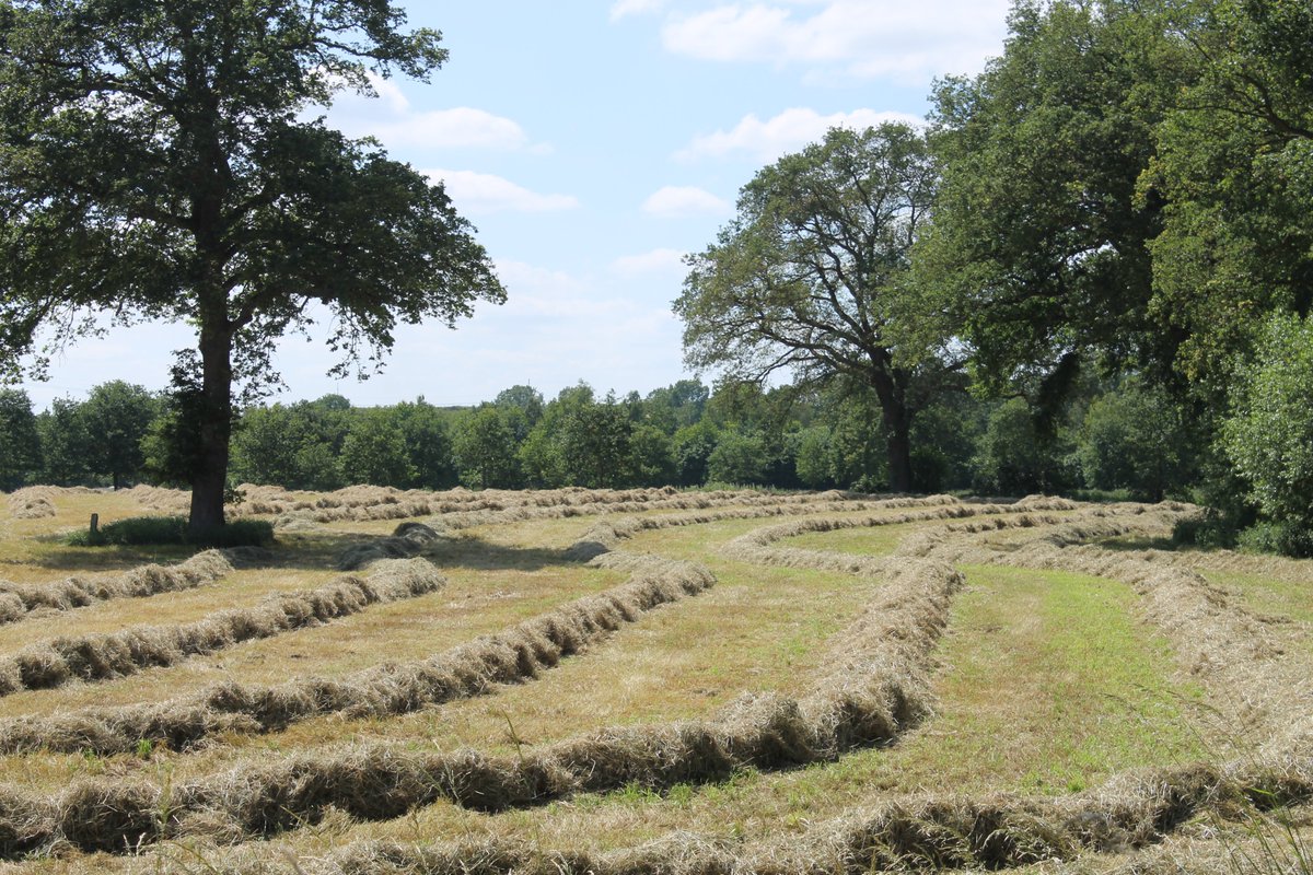 JiscaDijk's tweet photo. #Twekkelo #groenelong #Twente 
making hay while the sun shines:
alle weitjes zijn gemaaid en het gras ligt te drogen,
de landbouwers zijn er maar druk mee.
Morgen balen draaien .... https://t.co/MO9qgDzzab