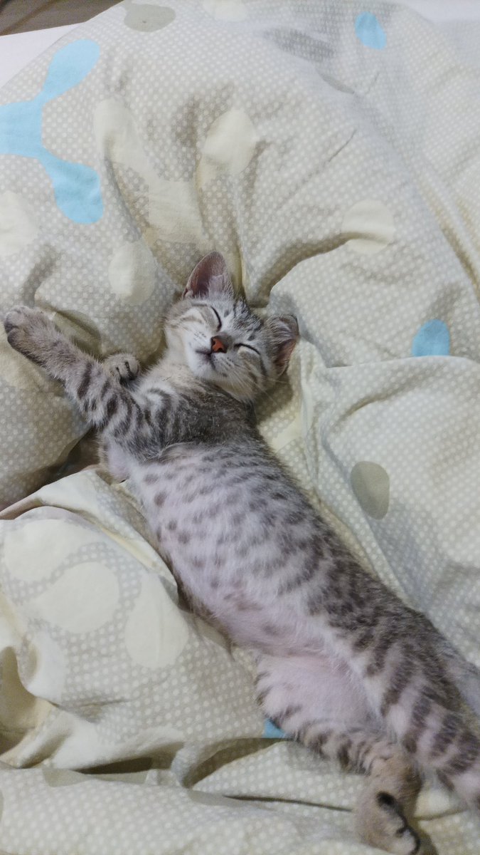 overflight02's tweet photo. @DilceErgun Yurdumun bahçesinde yaklaşık 3 aylık gri tekir var. İç dış parazit aşıları yapıldı. Sevgi dolu ve insana alışkın bir bebek. Kuru mama yiyor. Temmuz'da yurt kapanacak o yüzden fazla zaman yok. İzmit/Kocaeli'de sahiplenmek isteyen var mıdır ? https://t.co/eQ8mSBe29m