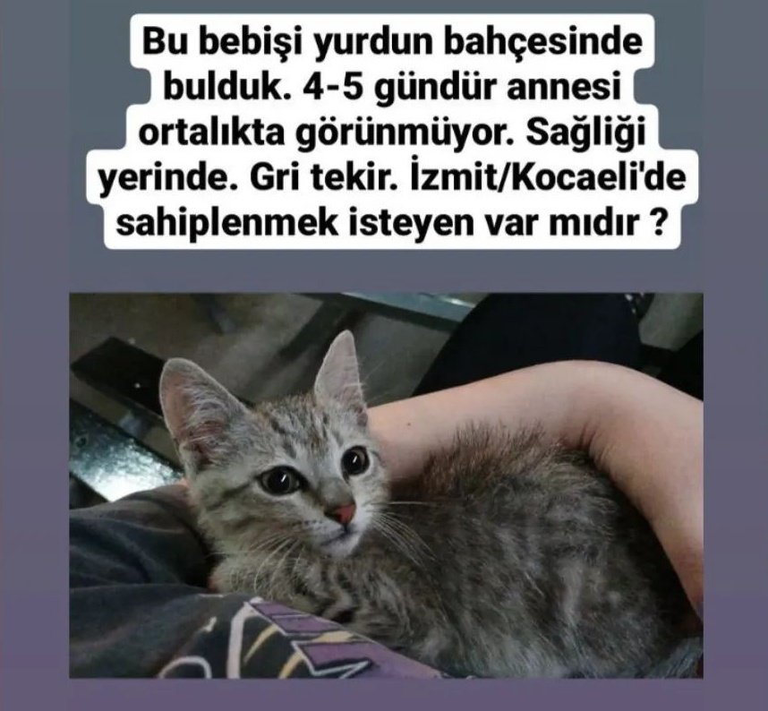 overflight02's tweet photo. @DilceErgun Yurdumun bahçesinde yaklaşık 3 aylık gri tekir var. İç dış parazit aşıları yapıldı. Sevgi dolu ve insana alışkın bir bebek. Kuru mama yiyor. Temmuz'da yurt kapanacak o yüzden fazla zaman yok. İzmit/Kocaeli'de sahiplenmek isteyen var mıdır ? https://t.co/eQ8mSBe29m