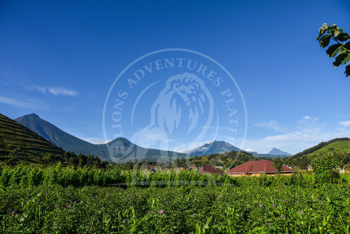 lions_platform's tweet photo. Are you a fun of mountainous #climate and #Views? Kisoro district in #uganda offers you sights, #hikingadventures and much more in a comfortable &amp; overcast climate.
Lions adventures brings #tourism to you
Follow us https://t.co/hVKsjFgXTy https://t.co/sM4XEJncNO