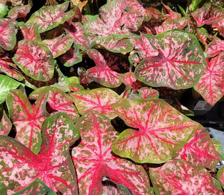 Some favorites for the hotter season. #Caladiums are great for #summer color! Swing by #InTheGarden on #SanibelIsland and see our always updated selections 🌺 rswalsh.com/garden-center/

#summertime #paradise #swfl #captiva #sanibel #fortmyers #plantsplantsplants #islanddesign