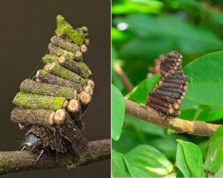 EnsedeCiencia's tweet photo. La oruga Bagworm Moth recoge pequeños palos para construir elaboradas cabañas de troncos donde pueda vivir.

La naturaleza es increíble 🐛 https://t.co/6RcDGFLbC6