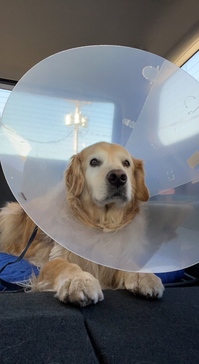 ejvincent10's tweet photo. Rest In Peace, Rocky🐶 https://t.co/DNU943uEGX