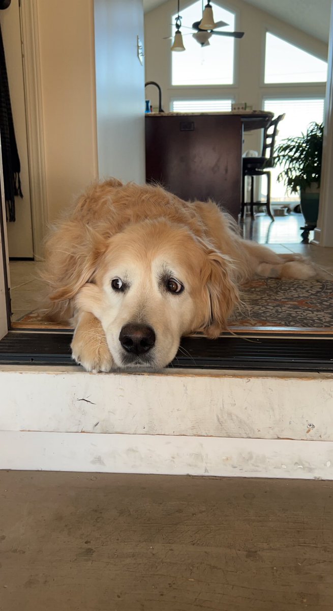 ejvincent10's tweet photo. Rest In Peace, Rocky🐶 https://t.co/DNU943uEGX