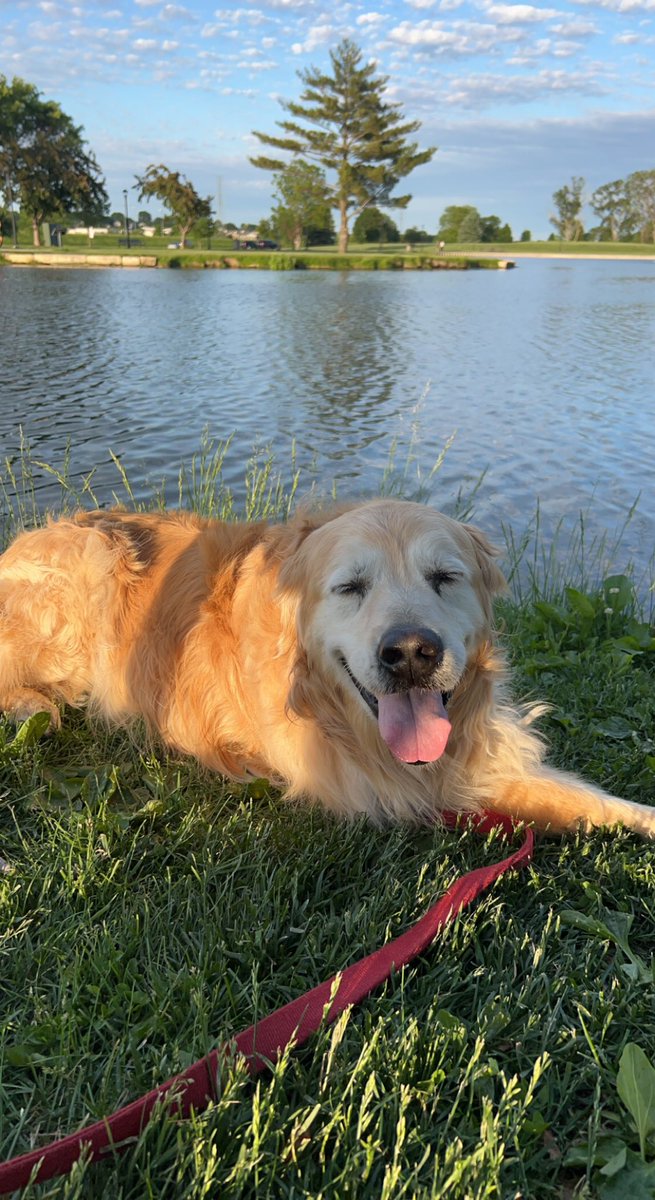 ejvincent10's tweet photo. Rest In Peace, Rocky🐶 https://t.co/DNU943uEGX
