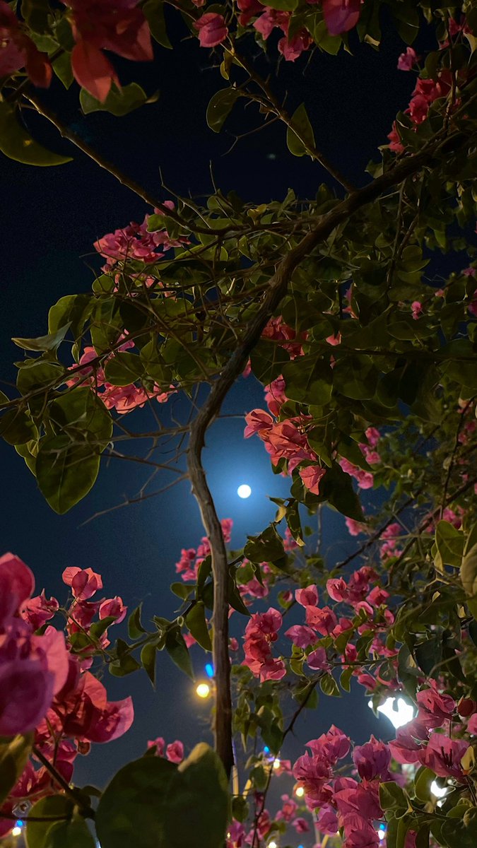faisal_1p1's tweet photo. قمر بين أحضان الورد . https://t.co/C9WX7rI0qJ