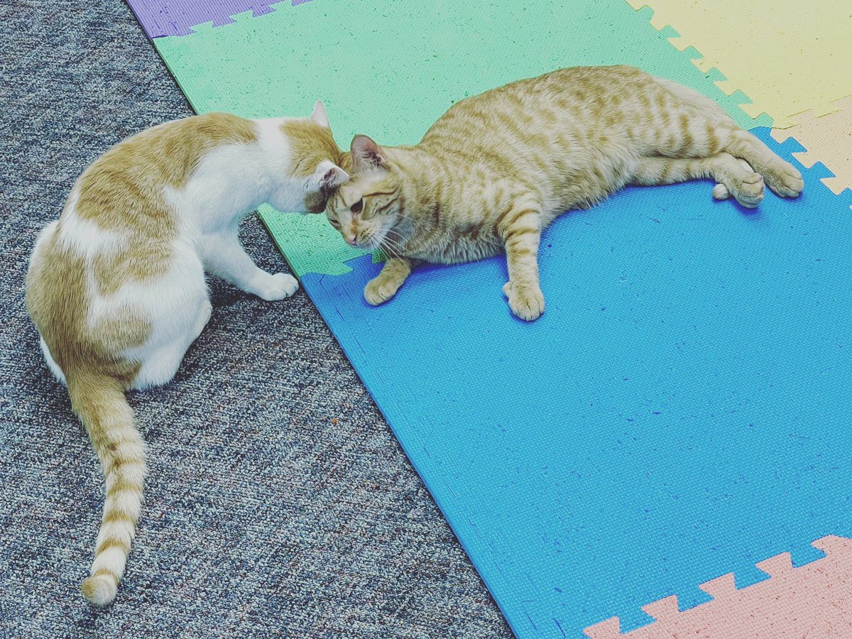 thecozycatfe's tweet photo. Happy Tuesday!!!
It’s been a GREAT day already!! We had one of our kitties find their fur-ever home!!!
Here until 7:00 today, last walk ins accepted at 6:00!
#comeplayatthecozycatfe https://t.co/1B2I59P31g