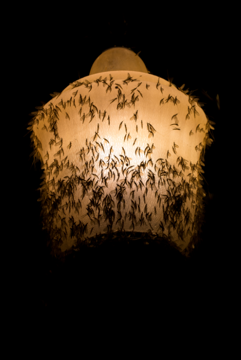uamuseums's tweet photo. When trying to study changes in insect populations, researchers are hindered by one big problem: We don’t know as much about bugs as we need to. @uamuseums's Dr. John Abbott and Kendra Abbott discuss this issue for Southern Science. 

READ MORE: ➡️ https://t.co/iyR5spMkvq https://t.co/Wtm4DwwSJ7