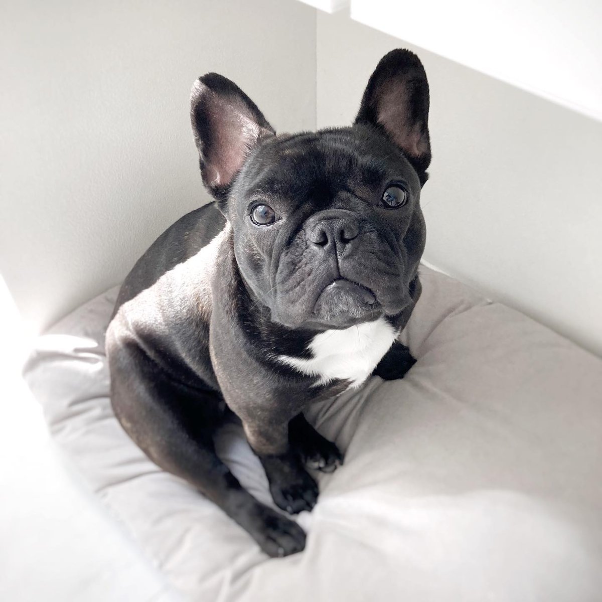 frenchie_heaven's tweet photo. Love or not??
#frenchie #frenchies https://t.co/URdzJQw52n