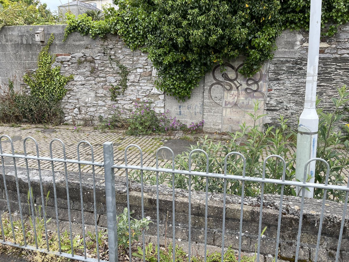 ashtongraham1's tweet photo. @plymouthcc  so many parks and streets are looking like this why is there no one doing anything about it ? https://t.co/N7G7qpDdnV