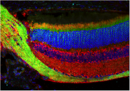 WAutophagy's tweet photo. #JobAlert Are you looking for a PhD in #neuron and #autophagy #mitophagy? @patricia_boya is looking for an enthusiastic scientist to carry out #PhD in the new Boya Lab @unifr, Switzerland, from Sept 2022. Deadline 15July patricia.boya@gmail.com, please RT. Postdocs also available https://t.co/pLypVhcym8