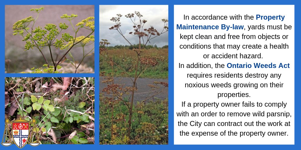 Wild parsnip may pose a health risk to humans. While the City maps out and sprays for wild parsnip on public property, residents are responsible for removing these invasive weeds from their own properties.
tinyurl.com/s8g3f8w #OttCity