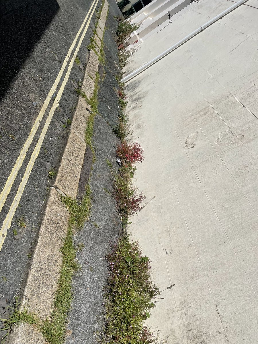 ashtongraham1's tweet photo. @plymouthcc when will our streets and parks be taken care of??? https://t.co/pa0ZVlFZOF
