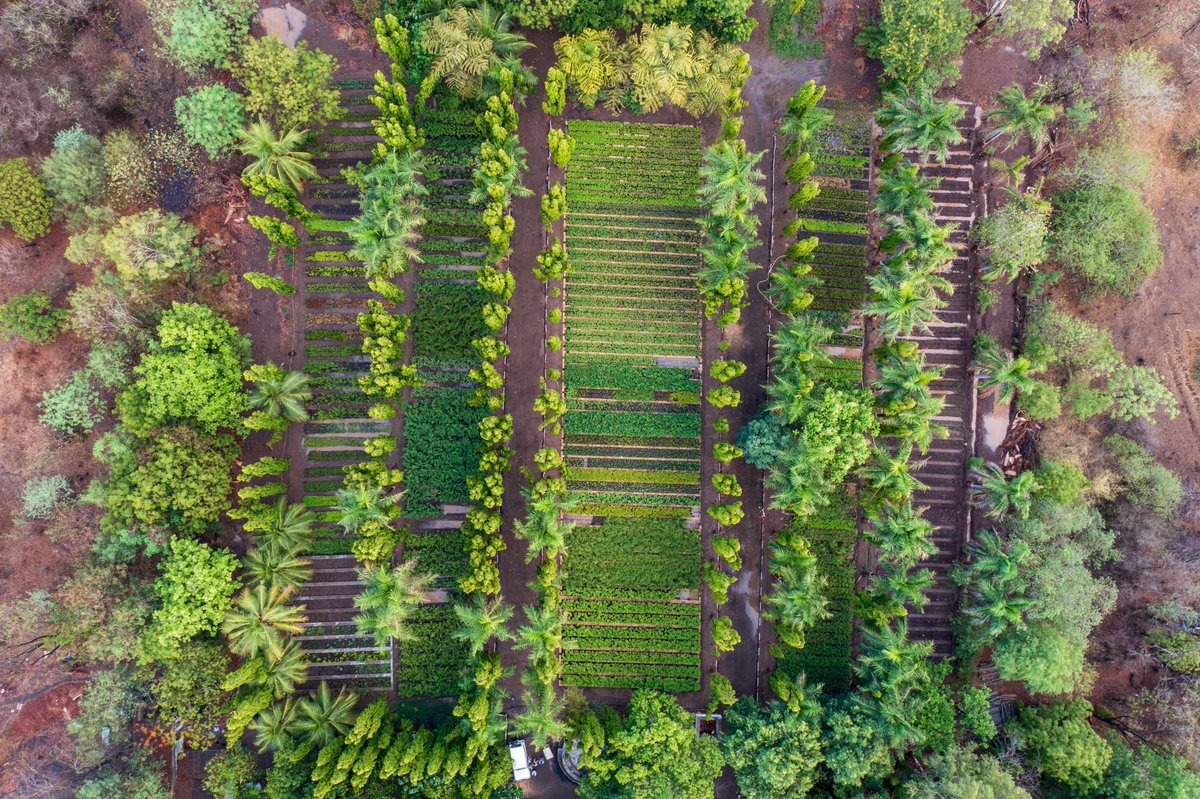 agnee_cool's tweet photo. Welcome #monsoon we are ready with our nursery. Plant native species this monsoon at suitable place. #socialforestry #plants #GreenIndia #forest #saplings @moefcc @CentralIfs https://t.co/sBE5IrCzKA