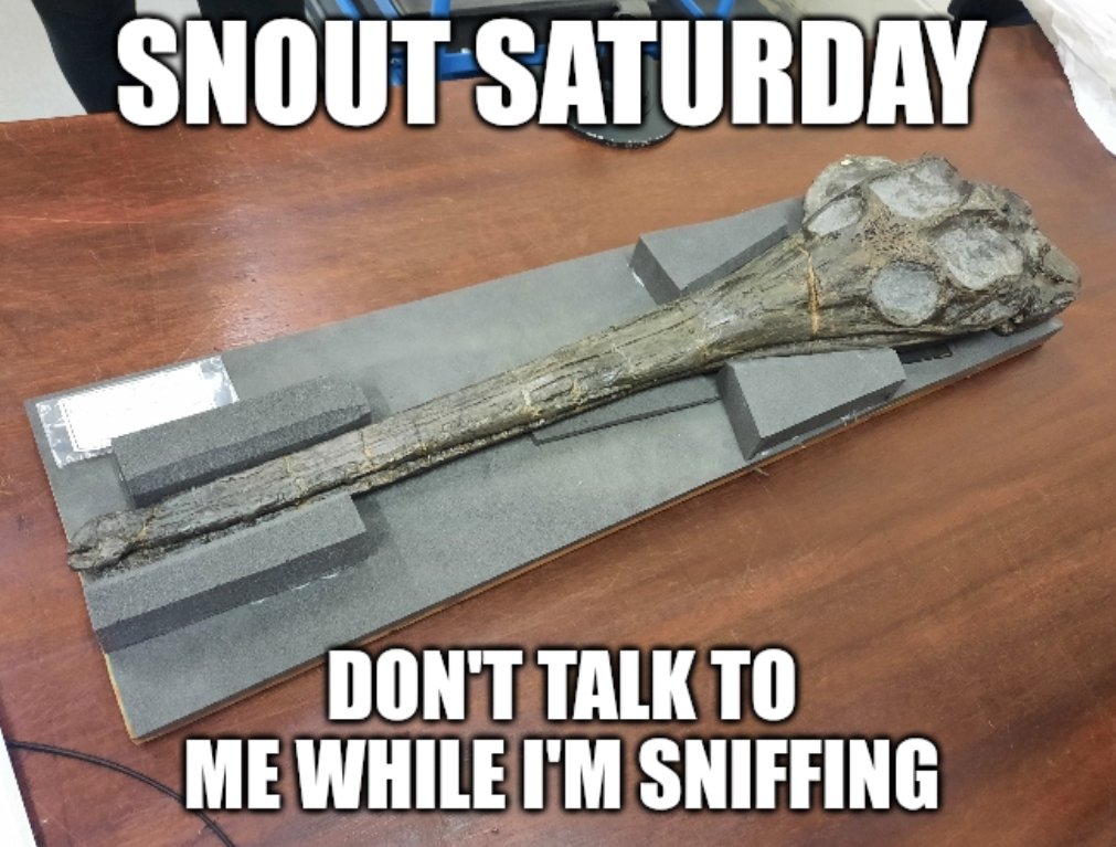 Palaeo_Meghan's tweet image. No context Science Communication Workshop #progpal22 @ElspethSinclair