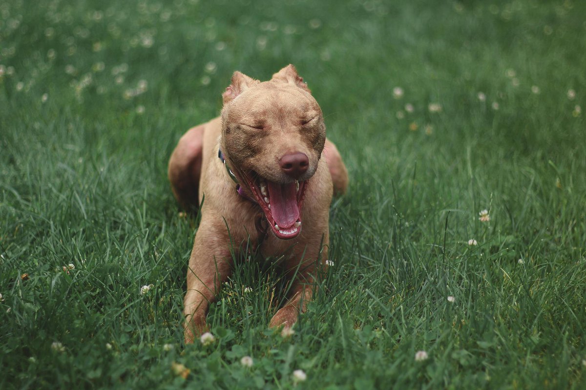 Dog_Star_968's tweet photo. 😍🤩😋

#staffy #staffordshirebullterrier #amstaff #bulldog #pitsofinstagram #bullybreed #bullylove #bullylife #bullymagazine #dontbullymybully #bullynation https://t.co/Rz3sBQAm6e
