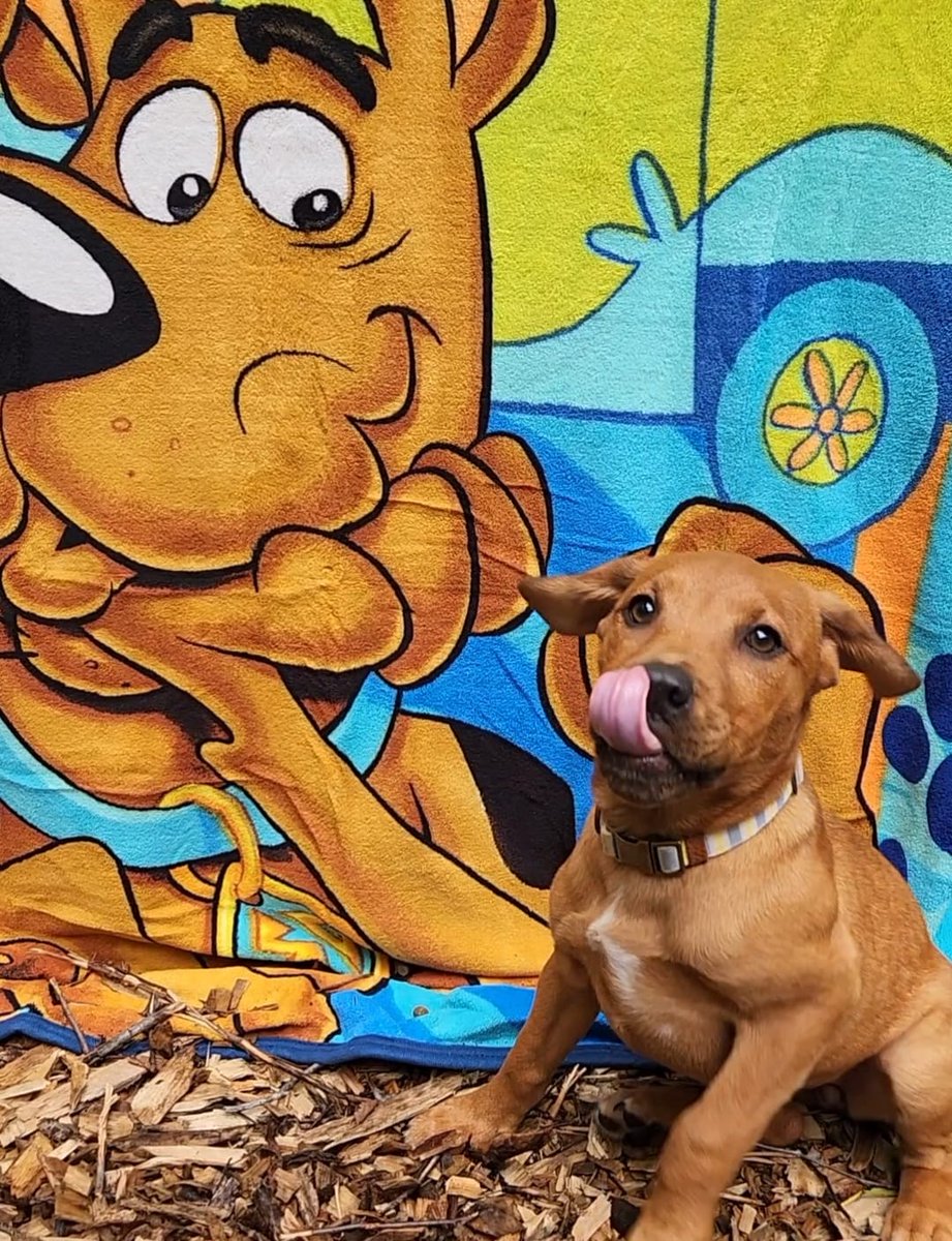 OPH_Rescue's tweet photo. "Ta-ta-ta-ta-ta-TAA!! PUPPY POWER!!"
Jeepers, #TOT doesn't get much cuter!! Meet Daphne from the Scooby-Doo Crew litter!!
She looks like she might even share her Scooby Snacks with you... Ruh-Roo! #TongueOutTuesday
Look for the Sooby- Doo Crew here- https://t.co/kMZdLZpcaY https://t.co/Yom4xEmih8