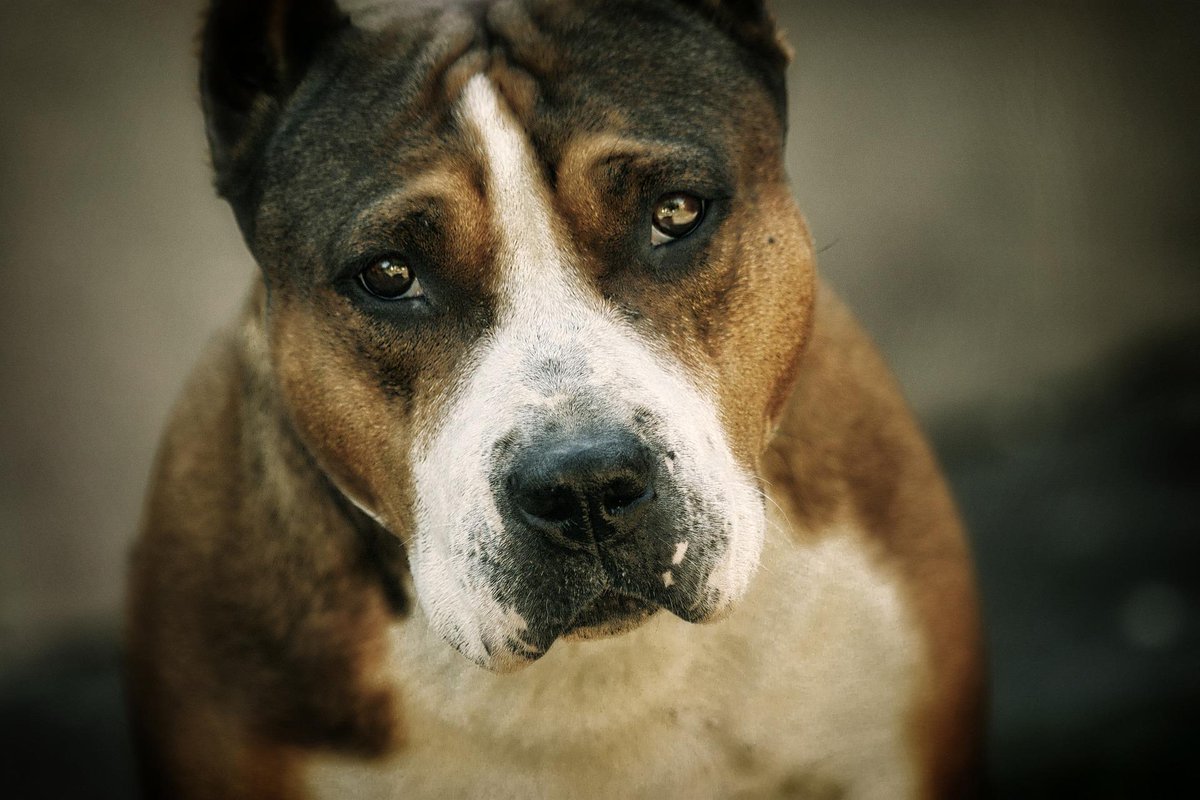 Dog_Star_968's tweet photo. 🖤🖤😍
#staffy #staffordshirebullterrier #amstaff #bulldog #pitsofinstagram #bullybreed #bullylove #bullylife #bullymagazine #dontbullymybully #bullynation https://t.co/8MYxXNIshe