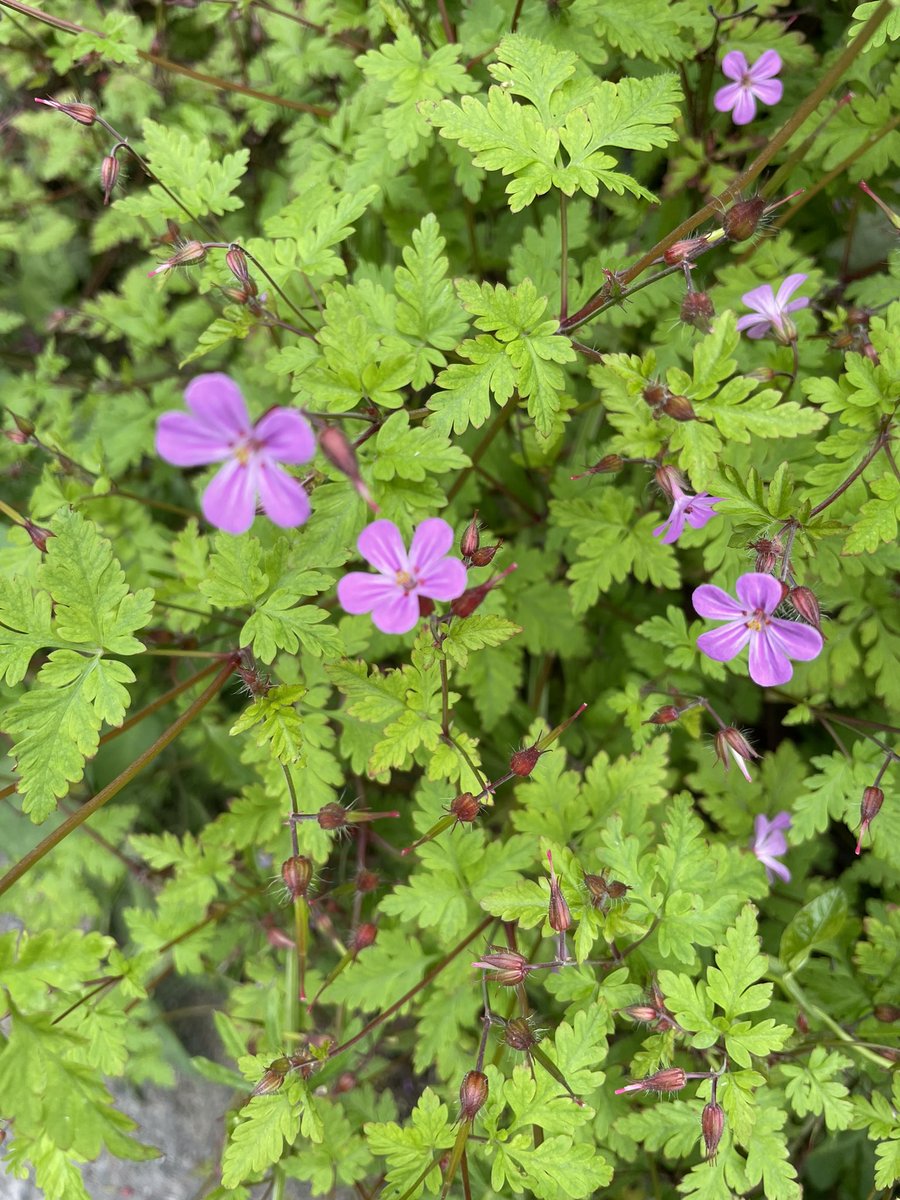 Great variety of #diversity along the Grand Canal in Kildare near Killeen golf club <a href="/KildareHeritage/">Kildare Heritage</a> poppy, dog rose, yellow iris and herb Robert