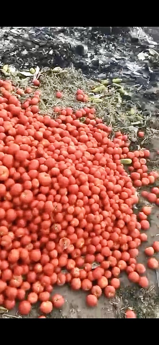 MamedovGyunduz's tweet photo. When the number of starving people in the world risks increasing by 18 million due to 🇷🇺aggression, the occupation admins. in the temporarily occupied territories ban the export of vegetables and fruits. As a result, 🇺🇦 farmers are forced to throw away tons of food. @UN @FAO @WFP https://t.co/7mFkWSx4Ec