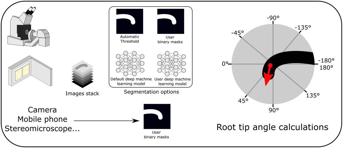 qpb_journal's tweet image. 🚨Research Article🚨

“ACORBA: Automated workflow to measure Arabidopsis thaliana root tip angle dynamics”

By N.B.C. Serre and M. Fendrych @NBCSerre

👉cambridge.org/core/journals/…

#deepmachinelearning #imagesegmentation #python #rootgravitropism #UNET 📐

@matesakf @science_charles