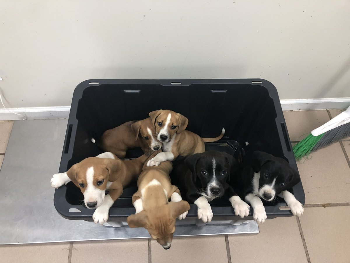 We know this time of year can have an increase in found pets. If you find an animal call us or the police department! You can also pick it up and take it to the shelter. These pups were found at an apartment complex and the finders called us so we could make sure they were safe!