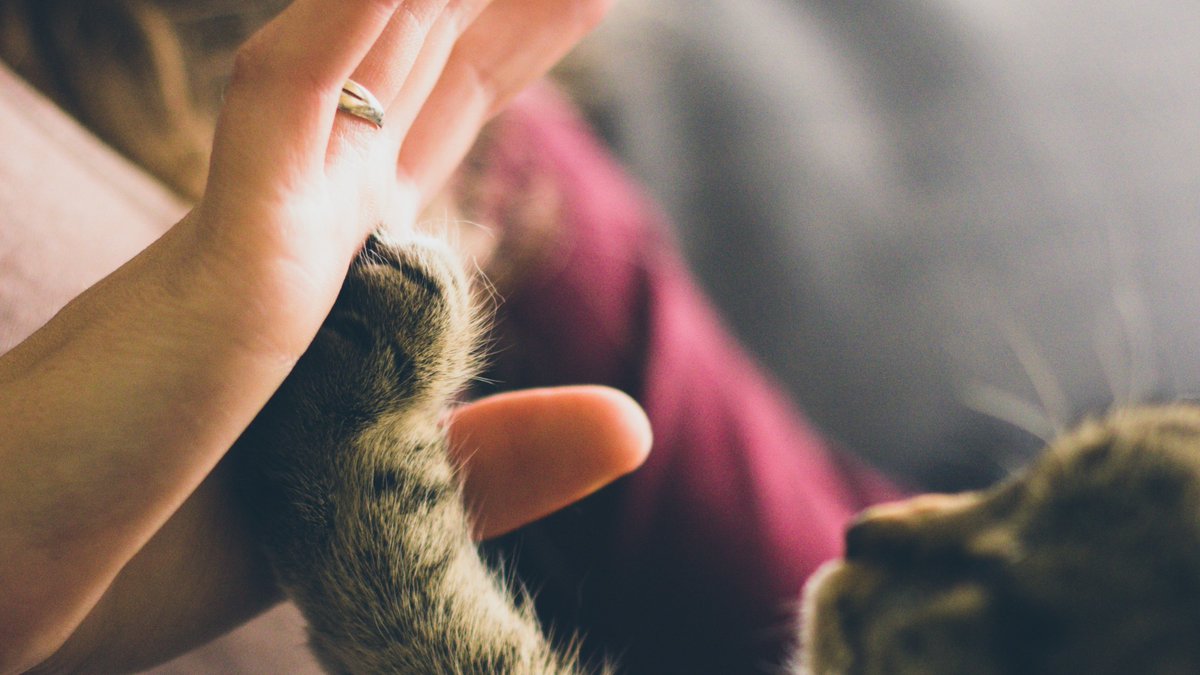 New research led by @CrossAtherton from @EdgeHill_Psych shows that animal ownership has multiple benefits for adults diagnosed with autism. #EHUresearch 🐕🐈‍⬛ Despite the benefits, people with autism are less likely to own pets. Click to find out more: ehu.ac.uk/6yn