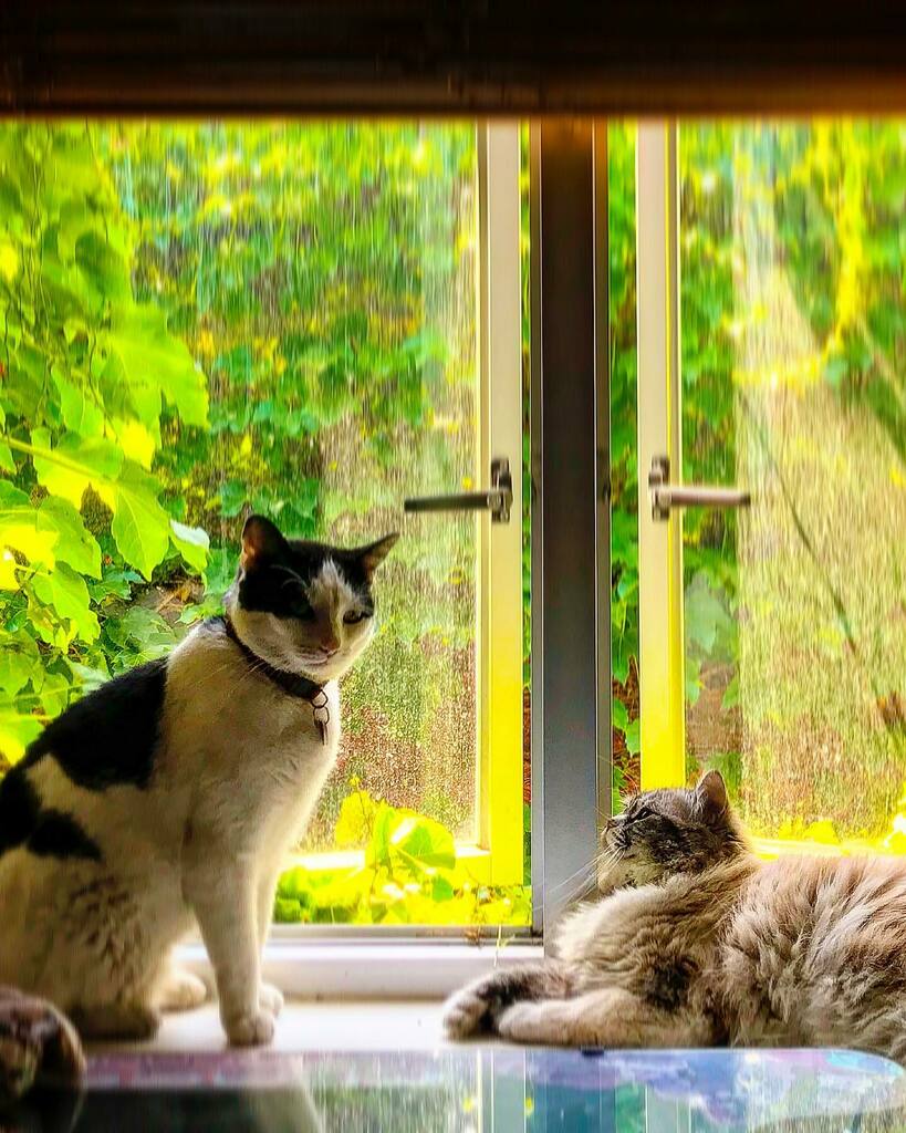 davidtieck's tweet photo. Total cute heads #photo #pic #pictureoftheday #picoftheday #photooftheday #fromthearchive #cats #kitties @mynameishaiku #bestfriends #catsofinstagram #catsofmelbourne https://t.co/gZIPWXj7Py https://t.co/UN8Yc5GFrK