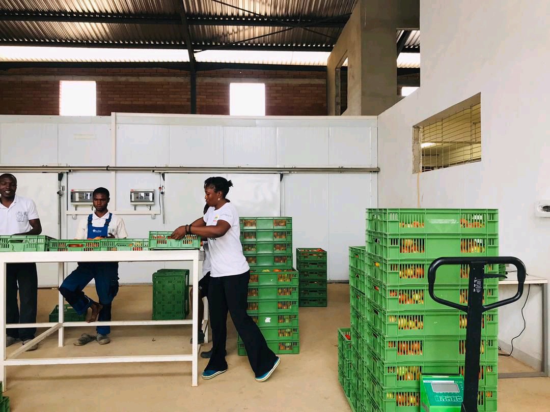 DinmaEzeh's tweet photo. Need a new screenhouse foot wear and only @Crocs can give that comfort while working to feed the world.
@enioluwa  how many likes to get @Crocs customised farm foot wear? https://t.co/7JOuo96CRW