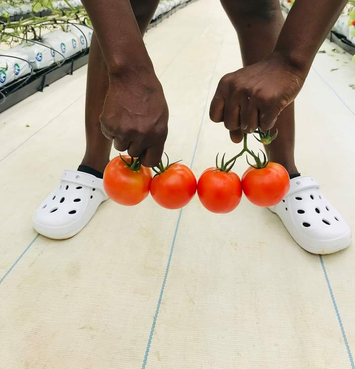 DinmaEzeh's tweet photo. Need a new screenhouse foot wear and only @Crocs can give that comfort while working to feed the world.
@enioluwa  how many likes to get @Crocs customised farm foot wear? https://t.co/7JOuo96CRW