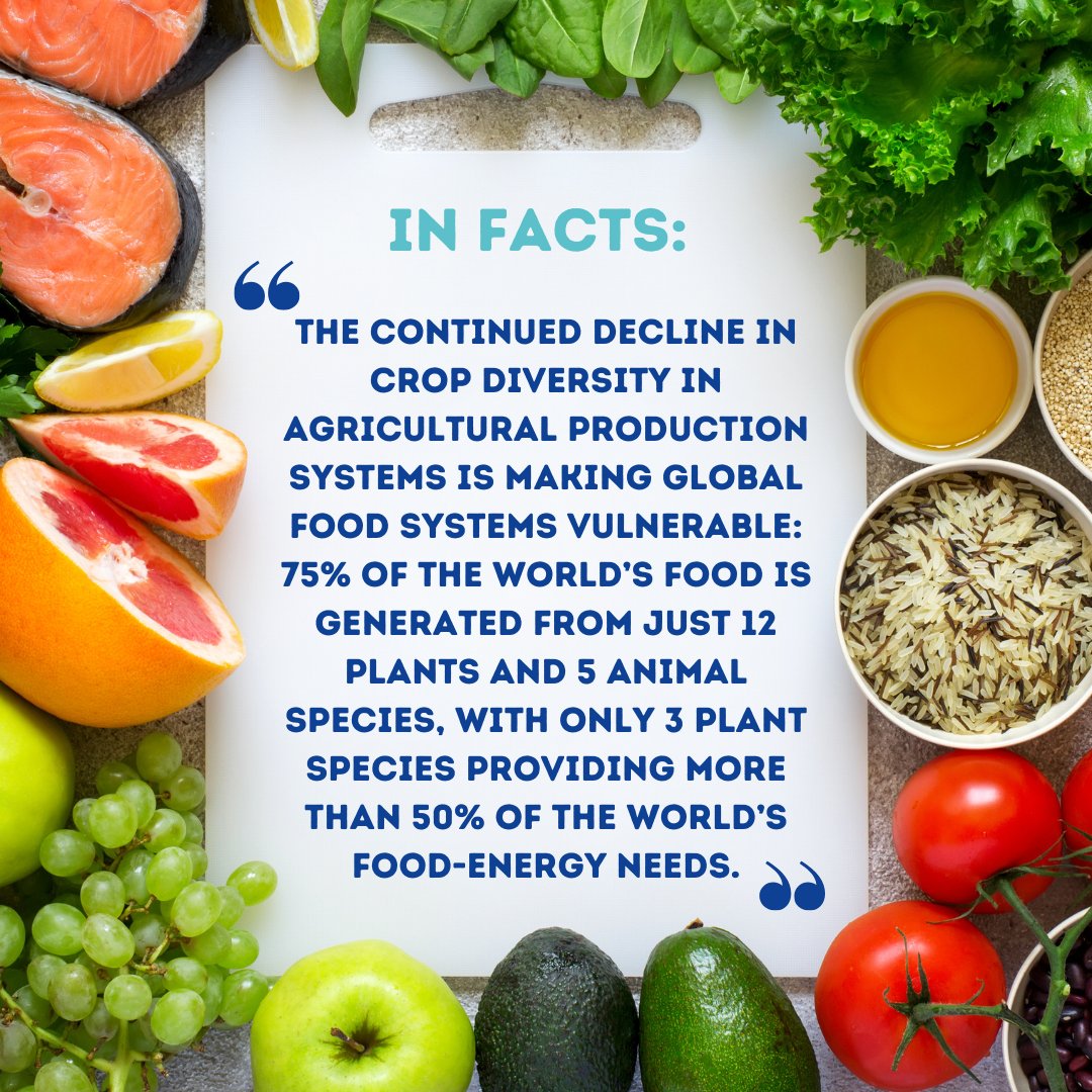 WUWMarkets's tweet photo. 🔎This week’s #InFacts are out!​

@FAO estimates 75% of crop diversity was lost between 1900 and 2000, a result of #climatic, #political, #technological, and #agricultural changes.​

#WUWM #InFacts #cropdiversity #agriculturalproductionsystems https://t.co/LtjwqL7m1F