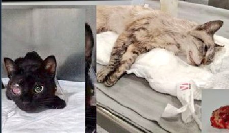 Erta2017's tweet photo. #XarxaCatalunyaAdopcions
🆘 Tinc un somni: q arribi el dia en q els animals no pateixin per culpa nostra.
Quan aterro, sé q l'únic q podem fer és ajudar als q tenim al voltant.
A @SomniDelsGats demanen ajuda.
#Adopta, #apadrina, #acull ♥️ https://t.co/Ww50FBJyWT