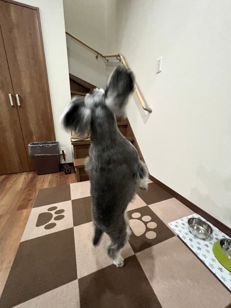 bnt_6262's tweet photo. そろそろトリプルアクセル
しだしそぉ🤸️⛸️✨

#フィギュアスケート
#犬
#回転
#トリプルアクセル
#ぽっちゃり
#ミニチュアシュナウザー
#ロ���たん
#あろたんろいたん
#犬のいる暮らし
#癒し https://t.co/EuLrbpCUYV