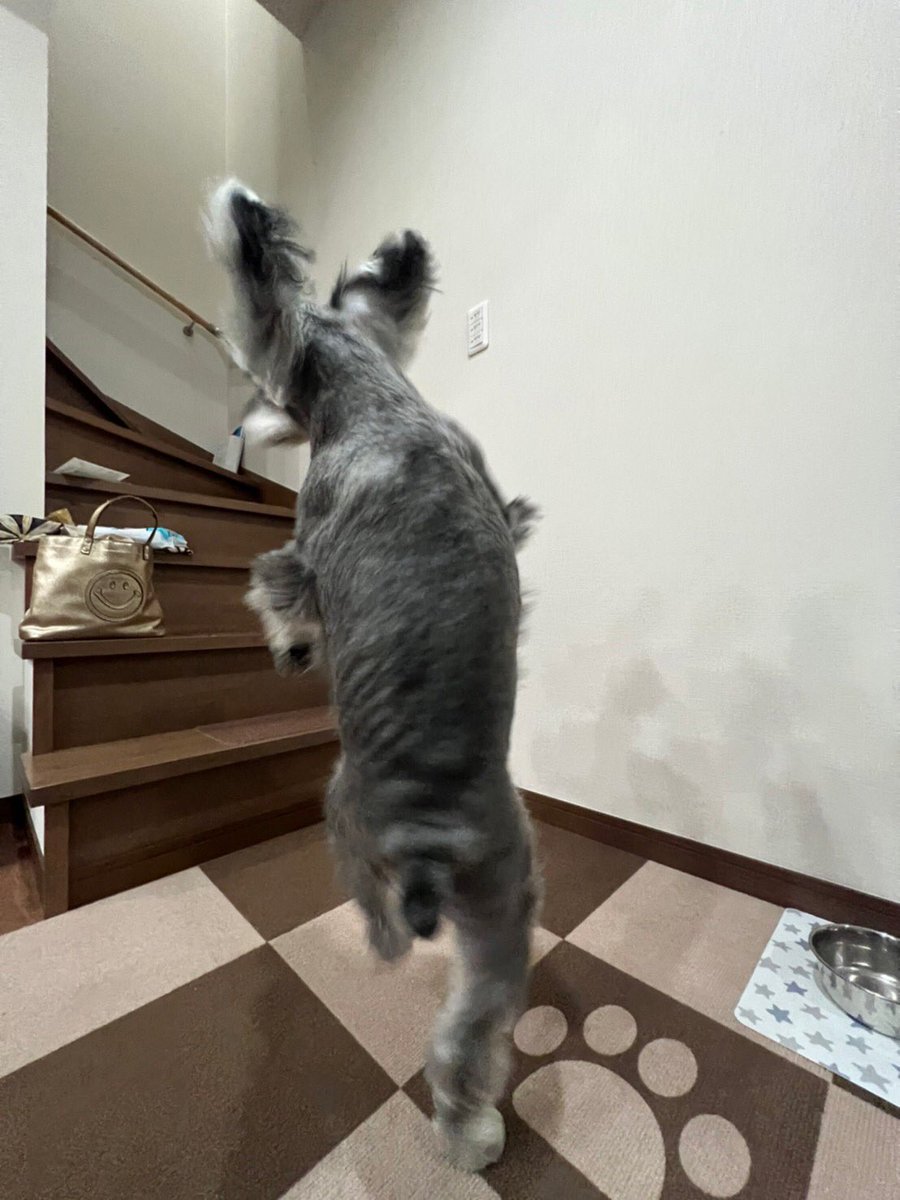 bnt_6262's tweet photo. そろそろトリプルアクセル
しだしそぉ🤸️⛸️✨

#フィギュアスケート
#犬
#回転
#トリプルアクセル
#ぽっちゃり
#ミニチュアシュナウザー
#ロ���たん
#あろたんろいたん
#犬のいる暮らし
#癒し https://t.co/EuLrbpCUYV