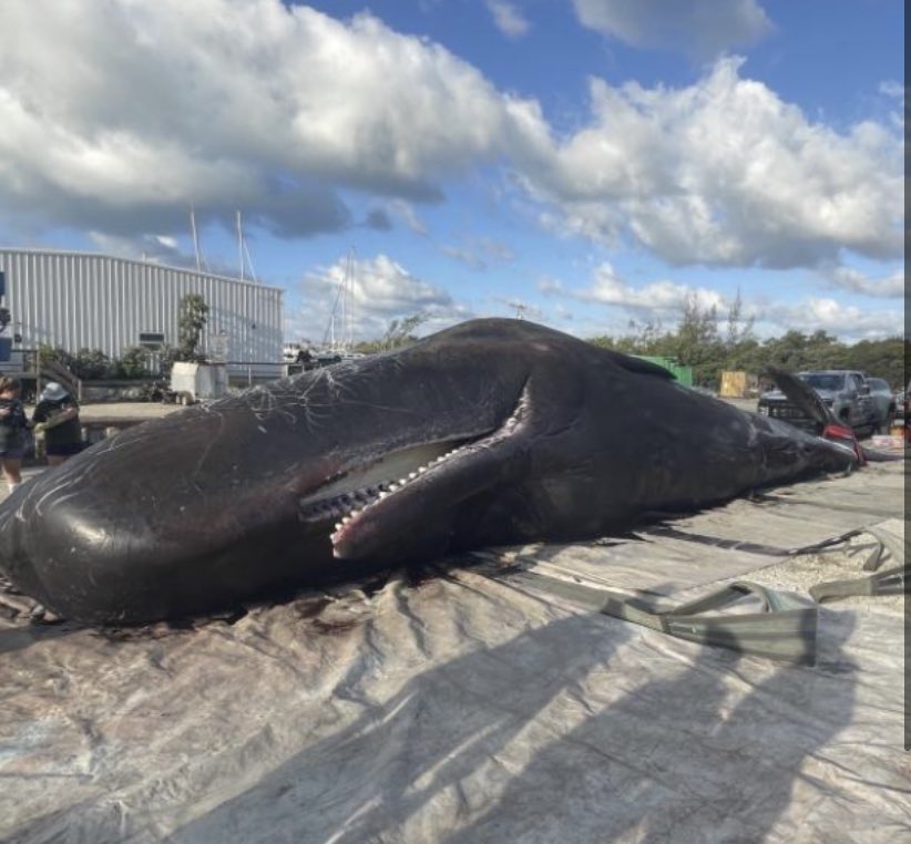 JonPaulBrooker's tweet photo. SHOCK: This 47’ Sperm Whale died from emaciation in the Keys after ingesting plastic marine debris and ghost gear. FL &amp; USA need real solutions NOW to deal with our trash and move to a circular, sustainable waste economy. My oped in today’s @MiamiHerald https://t.co/DjONkiVop0 https://t.co/XN8M0Ykt6D