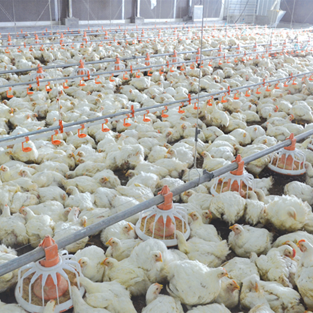 ModernAgUpdates's tweet photo. Join poultry farming if you want to became rich! https://t.co/GNFFRMKUGd