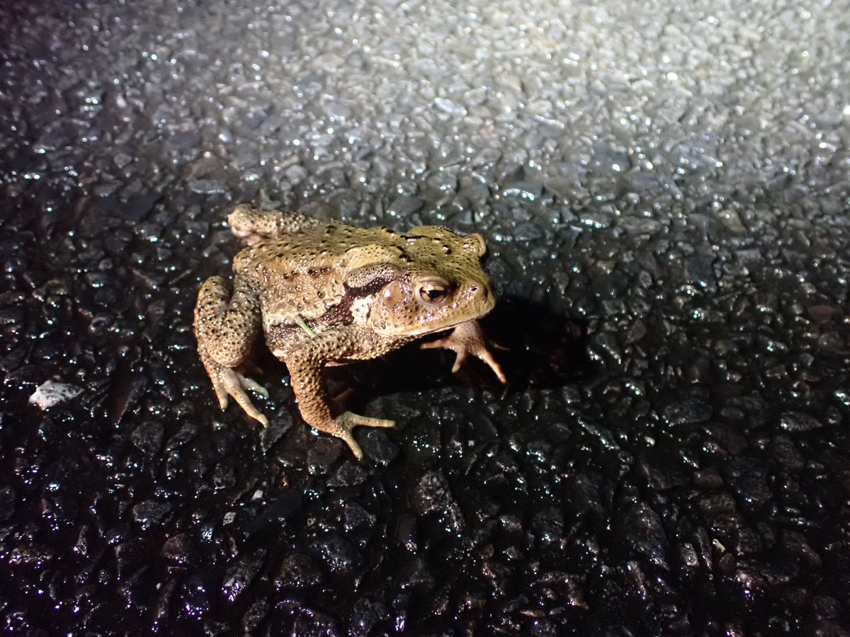 OR_FriendSeason's tweet photo. 雨の日夜🚗
かわいいアズマヒキガエル。 https://t.co/CFpQyMrkGT