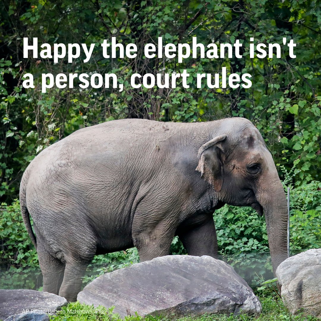 AP's tweet photo. New York’s top court has rejected an effort to free Happy the elephant from the Bronx Zoo, ruling in a 5-2 decision that she does not meet the definition of a “person” who is being illegally confined and affirming an earlier court decision. https://t.co/ga95eU2sQ3 https://t.co/Z4f0UNwCqr