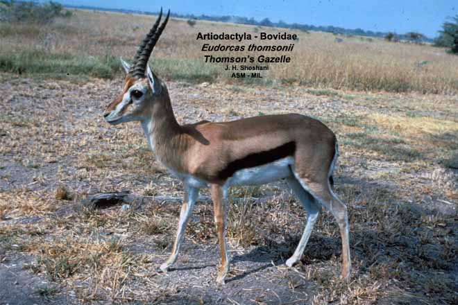 Mammalogists's tweet photo. Trophic processes constrain seasonal ungulate distributions at two scales in an East African savanna #ASMreads #mammals
https://t.co/YpoQeqKt2M https://t.co/07nPozSJ2A
