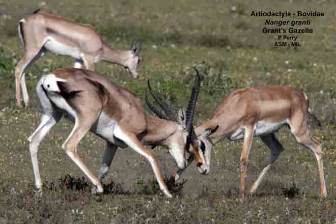 Mammalogists's tweet photo. Trophic processes constrain seasonal ungulate distributions at two scales in an East African savanna #ASMreads #mammals
https://t.co/YpoQeqKt2M https://t.co/07nPozSJ2A