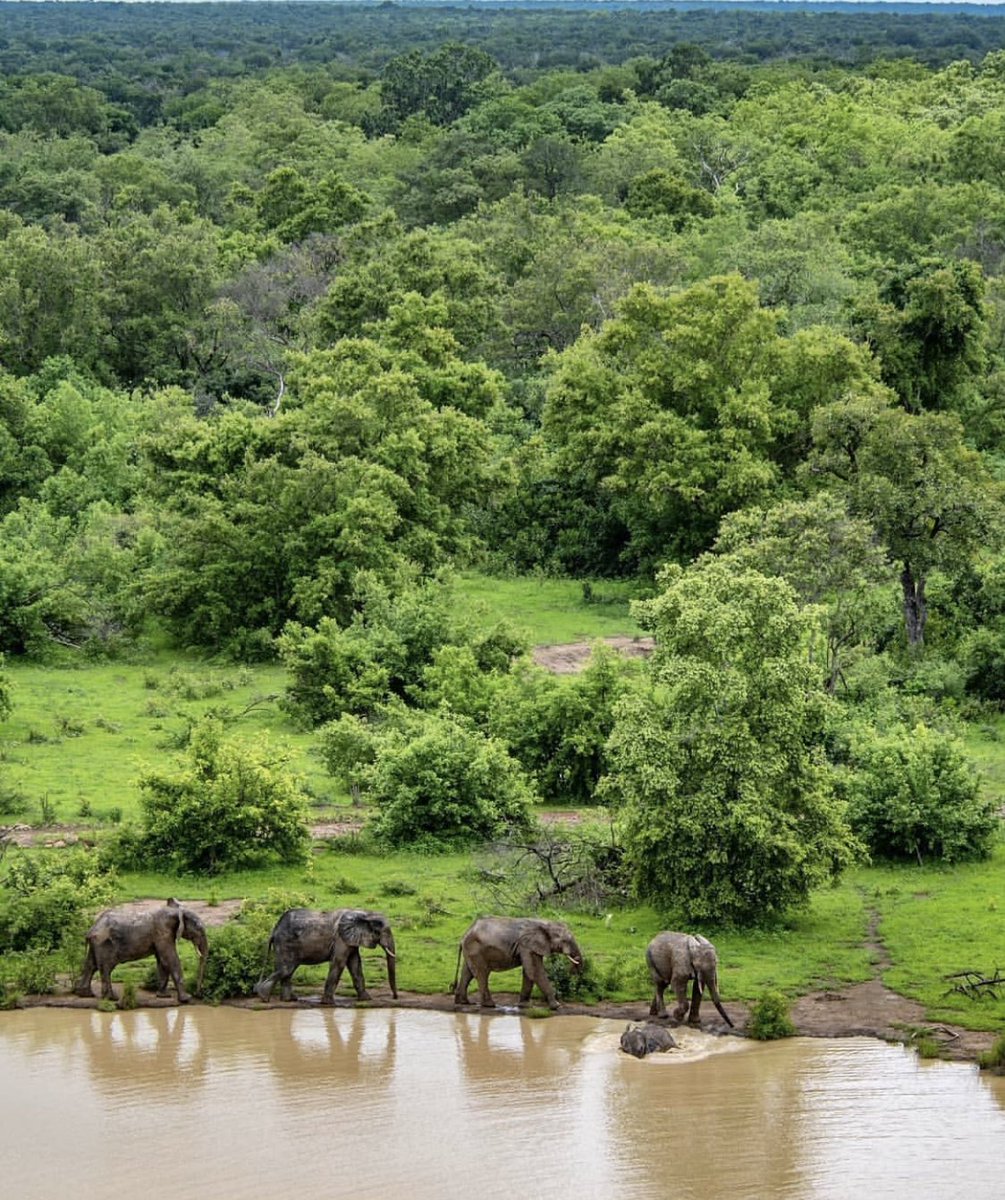quame_age's tweet photo. Today on “Anything Ghana 🇬🇭 “,
Features the MOLE NATIONAL PARK located in the west Gonja district in the northern region of Ghana.
Like I always say , Ghana is not only Accra , Anytime you’re here move to the north and explore.
Your retweets will push this agenda far. 🇬🇭❤️ https://t.co/qRoJvf6PNw