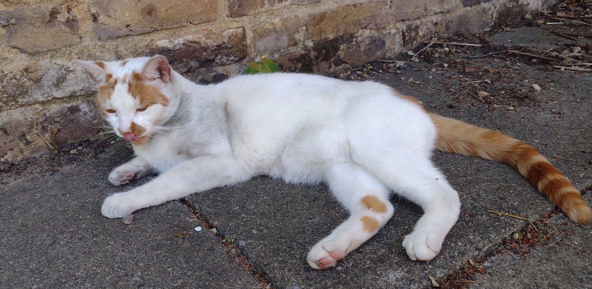 jane_hermiston's tweet photo. Meanwhile, Neno has rolled in dirt, rolled the dirt into my trousers, and declared his day productive.
#NotTheSameCat #AlsoNotMyCat https://t.co/nlHWO7HkrA